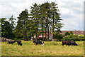 Cows in field on the edge of Charlton All Saints