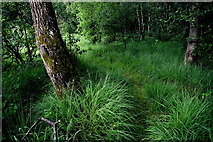 H4369 : Overgrown woodland beside Fireagh Lough by Kenneth  Allen