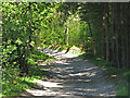 The track between  Swinhopeburn and Stone Carrs