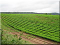 Field of maize