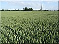 Wheat field at Whitegate Farm