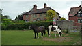 Horses by School House (Bourton)