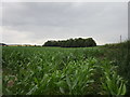 Field of maize by Waterwell Lane