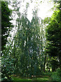 Jodrell Bank arboretum - weeping tree