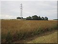 Pylon and field of oilseed rape