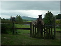 Horse and Brown Clee Hill (Viewed from Bourton)