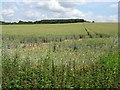 Wheat field near Shifnal