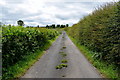 Clumps of grass along Corlagh Road