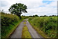 Tree along Corlagh Road