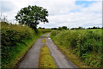 H3062 : Tree along Corlagh Road by Kenneth  Allen
