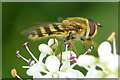 A Syrphus sp. hoverfly, Inshes, Inverness