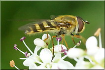 NH6943 : A Syrphus sp. hoverfly, Inshes, Inverness by Mike Pennington