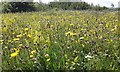 Wild Flowers Silverlink Biodiversity Park, Shiremoor