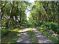 Tree-lined track leading to Drummoddie Croft