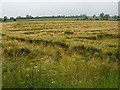 SO6398 : Storm damaged barley field by Philip Halling