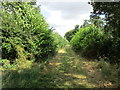 Bridleway to Drove Road