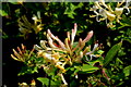 H4180 : Honeysuckle along the hedgerow, Gortinagin by Kenneth  Allen