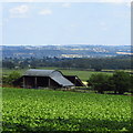 Shed above Lucton