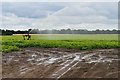 Irrigated potato field at Potash, Bentley