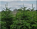 Christmas tree plantation by Fox Heads Lane