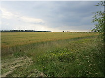 SK9735 : Barley field near Ropsley by Jonathan Thacker