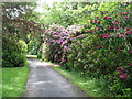 Rhododendrons near Udny Castle