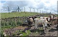 Cattle drinker on Duns Law