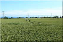 NZ4020 : Arable field near Coalgarth Farm by Graham Robson