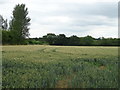 Cereal crop off Weald Bridge Road