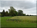 Cereal crop near Bridge House