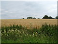 Cereal crop near Spiers Farm