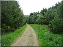 NJ8339 : Track into Badiebath Wood by David Purchase