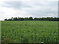 Crop field off Hallingbury Road