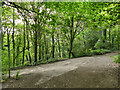 Junction of tracks in Cragg Wood