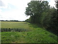 Bridleway towards Islebeck Bridge