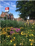 NT6878 : Beautiful Flower Bed by Station Road Dunbar by Jennifer Petrie