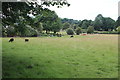 Sheep field, Pentre