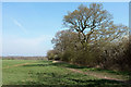 Trees near Kingsley Farm