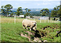 Sheep between fence and streamlet