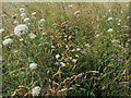 Wildflower meadow, Panshanger Park