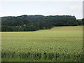 Wheat field near Mains of Kinmonth