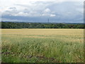 Cereal crop off Crooked Mile (B195)