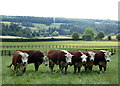 Cattle in the village of Yanworth