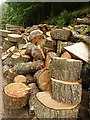 Cut logs in Whinlatter Forest