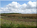 Oilseed rape crop off Hunsdon Road (B180)