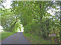 Rural road with a cat crossing