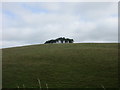 Copse in the Ochils