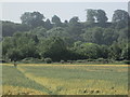 Wheat field, Lidlington