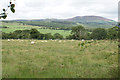 Sheep near Shepherds Field