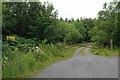 Forestry track into Big Wood